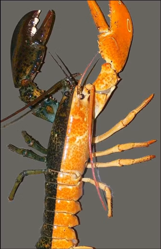 Con tôm hùm chia 2 nửa thành 2 màu riêng biệt bắt được ở Canada. Ảnh: AFP Con tôm hùm chia 2 nửa thành 2 màu riêng biệt bắt được ở Canada. Ảnh: AFP