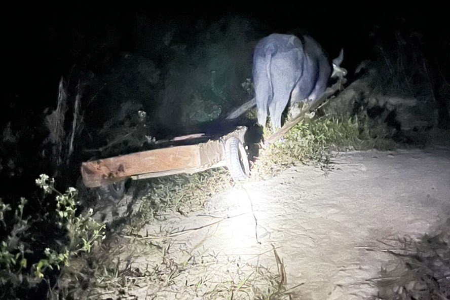 Lâm tặc dùng trâu vận chuyển gỗ pơ mu ra khỏi địa bàn quản lý của một công ty lâm nghiệp ở địa bàn huyện Krông Bông, tỉnh Đắk Lắk. Ảnh minh họa: T.X