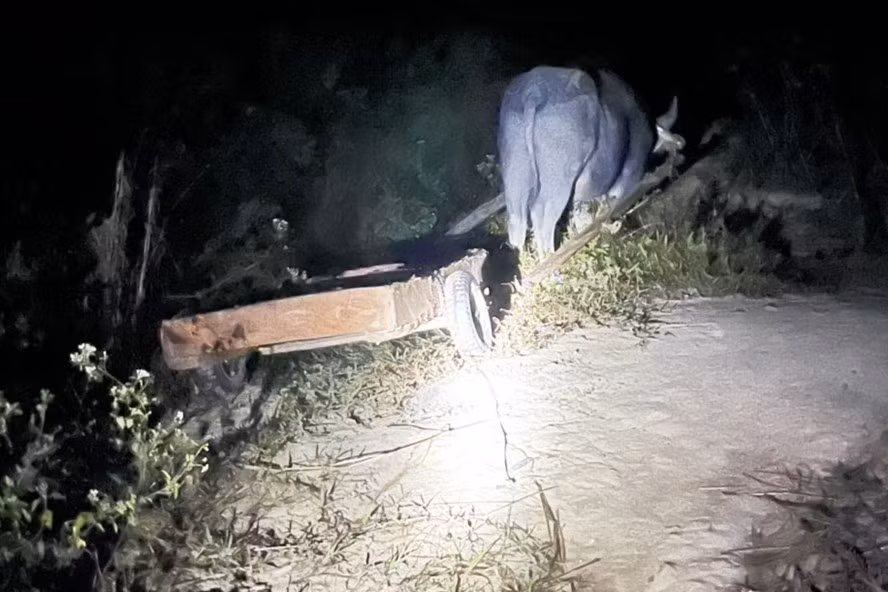 Lâm tặc dùng trâu vận chuyển gỗ pơ mu ra khỏi địa bàn quản lý của một công ty lâm nghiệp ở địa bàn huyện Krông Bông, tỉnh Đắk Lắk. Ảnh minh họa: T.X