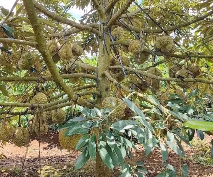 Sầu riêng đang là cây trồng mang lại hiệu quả kinh tế cao nhất ở Tây Nguyên. Ảnh: Bảo Lâm