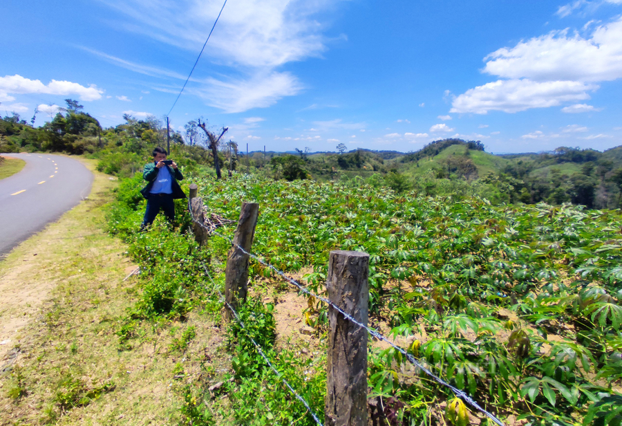 Dự án trồng 163 ha rừng của UBND tỉnh Kon Tum đã thất bại. Tuy nhiên không có đơn vị, cá nhân nào đứng ra nhận trách nhiệm.