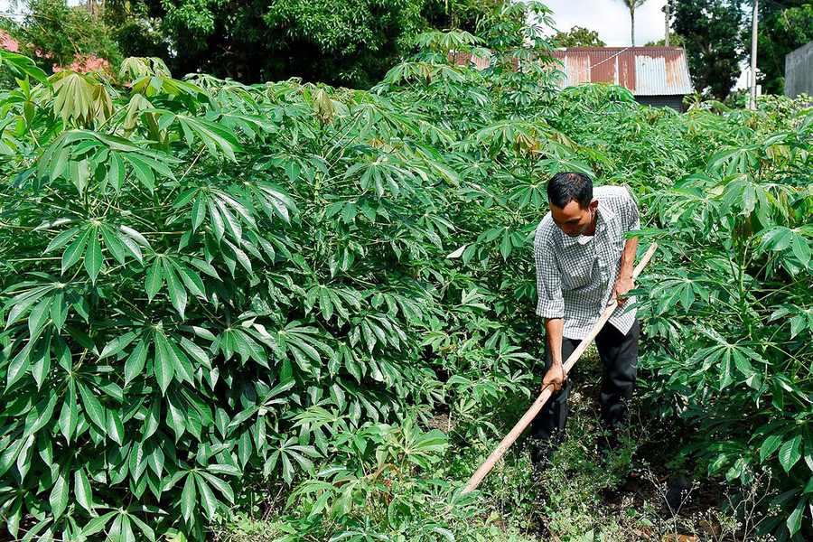 Ông Đinh Văn Blem-Chủ tịch Hội Cựu chiến binh xã Ya Ma chăm sóc cây mì. Ảnh: Lê Nam Ông Đinh Văn Blem-Chủ tịch Hội Cựu chiến binh xã Ya Ma chăm sóc cây mì. Ảnh: Lê Nam