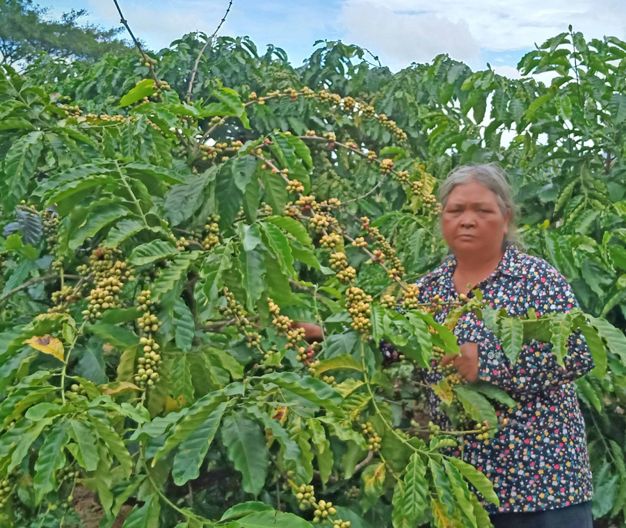 Bà Rơ Châm H’Plur (làng Ó, xã Ia Sao, huyện Ia Grai) chăm sóc vườn cà phê của gia đình. Ảnh: Hoàng Cư