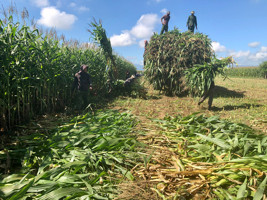 Mô hình trồng bắp sinh khối ở huyện Kông Chro cho thu nhập cao. Ảnh: Lê Nam Mô hình trồng bắp sinh khối ở huyện Kông Chro cho thu nhập cao. Ảnh: Lê Nam