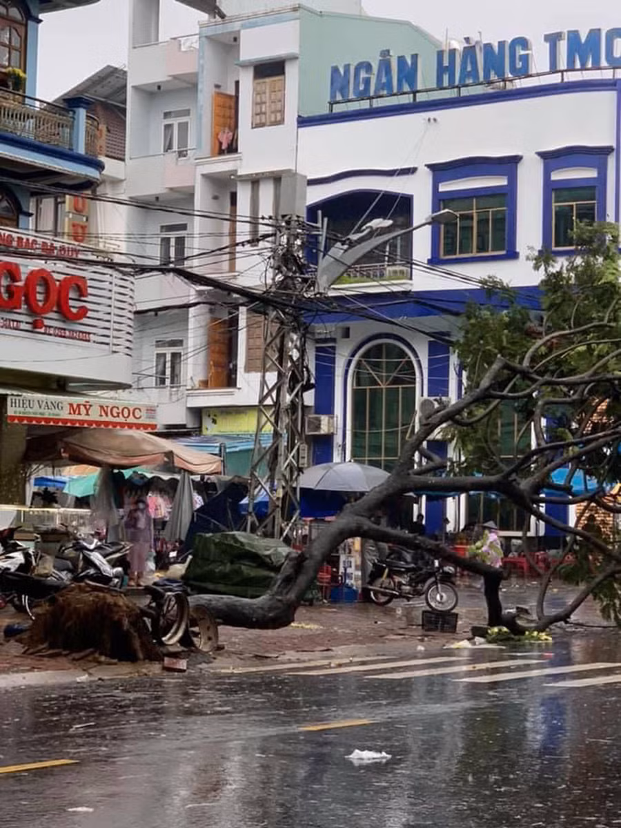 Cây xanh trên đường Nguyễn Thiện Thuật bị bất gốc do mưa lớn. Ảnh: Hồng Thương