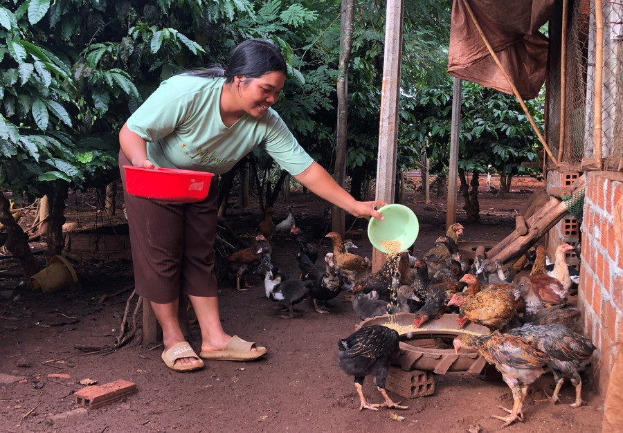 Ngoài nuôi heo, chị Khei (làng Biă Tih, xã A Dơk) còn chăn nuôi thêm gà, vịt để tăng thu nhập. Ảnh: Anh Huy  Ngoài nuôi heo, chị Khei (làng Biă Tih, xã A Dơk) còn chăn nuôi thêm gà, vịt để tăng thu nhập. Ảnh: Anh Huy