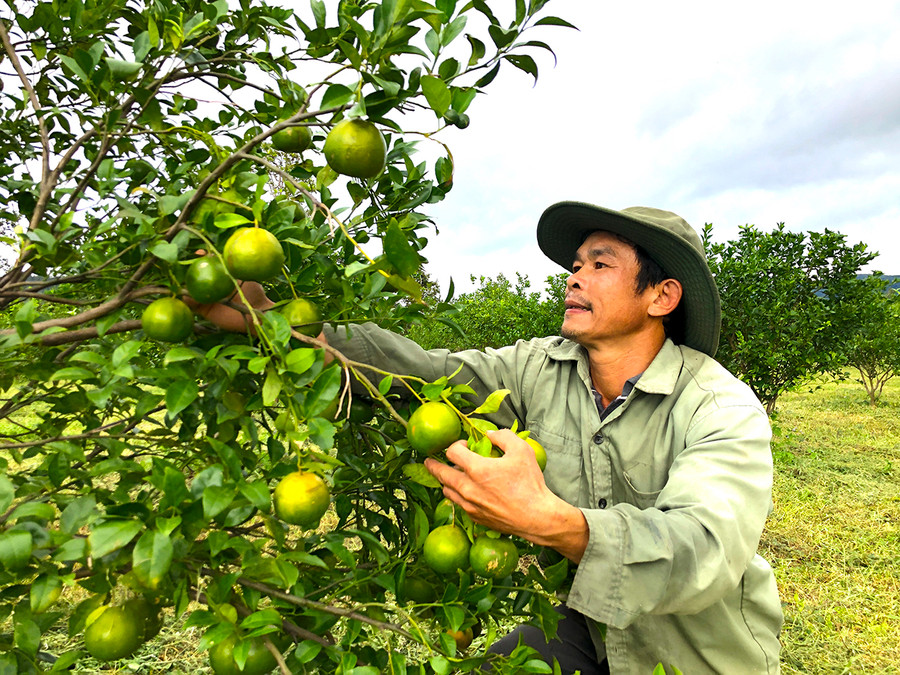 Người dân xã Đak Kơ Ning (huyện Kông Chro) chăm sóc vườn cây ăn quả. Ảnh: Nguyễn Diệp Phát triển cây ăn quả tại xã Đak Kơ Ning. Ảnh: Nguyễn Diệp