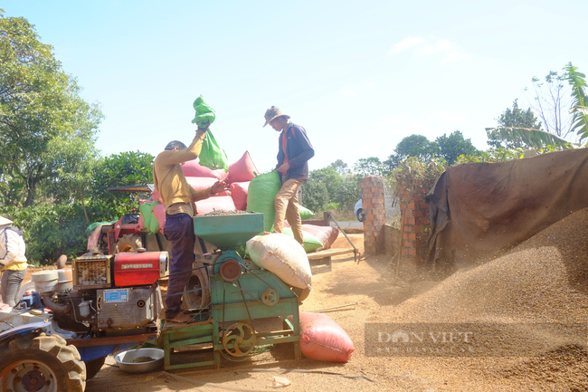 Giá cà phê trong nước tăng từ giữa tháng 7/2021. Trong ảnh: Sơ chế cà phê tại Đăk Đoa, Gia Lai. Ảnh: Khánh Nguyên. Giá cà phê trong nước tăng từ giữa tháng 7/2021. Trong ảnh: Sơ chế cà phê tại Đăk Đoa, Gia Lai. Ảnh: Khánh Nguyên.