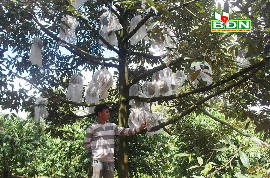 Trung bình mỗi cây sầu riêng trồng theo phương pháp tự nhiên đạt trên 1 tạ quả. Trung bình mỗi cây sầu riêng trồng theo phương pháp tự nhiên đạt trên 1 tạ quả.