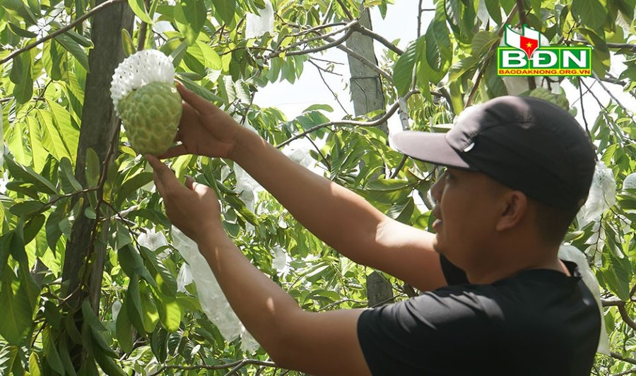Quả na Thái được tuyển lựa và bọc từ nhỏ để phòng sâu hại, tạo mẫu mã đẹp.