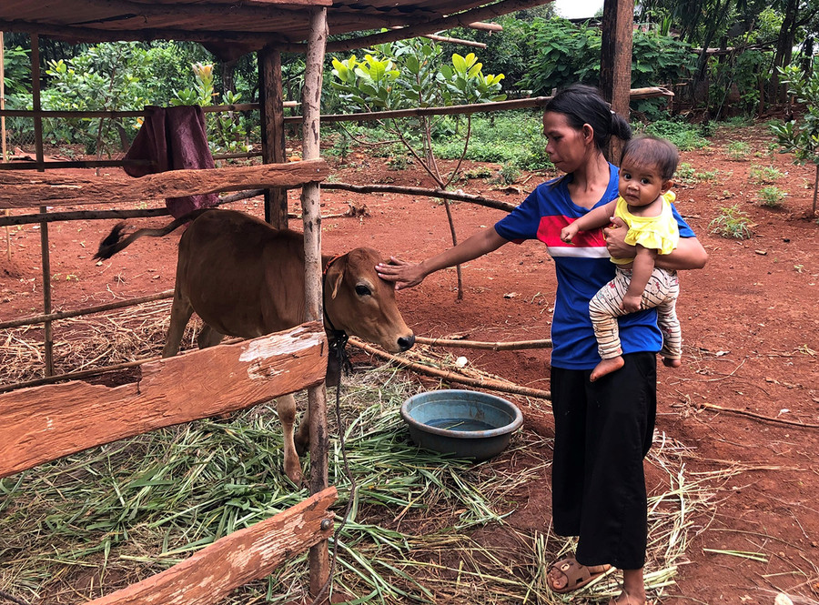 Chị Ksor Thẻ chăm sóc con bò vừa được hỗ trợ. Ảnh: Anh Huy Chị Ksor Thẻ chăm sóc con bò vừa được hỗ trợ. Ảnh: Anh Huy