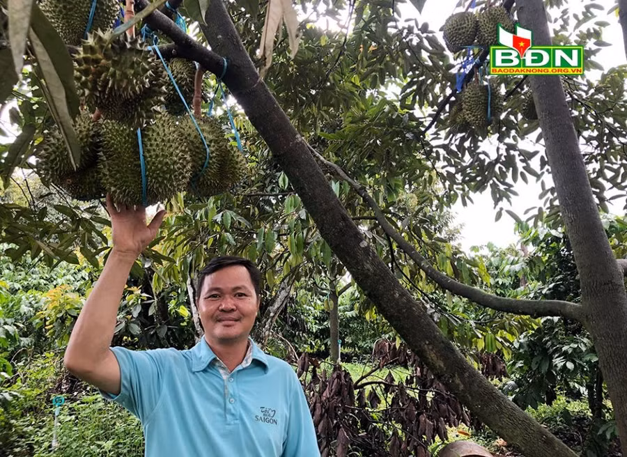 Ông Đoàn Văn Yên, Thư ký CLB sầu riêng Thiên Phú - Nhân Cơ (tỉnh Đắk Nông) vui mừng vì năm nay sầu riêng được mùa, bán với giá cao