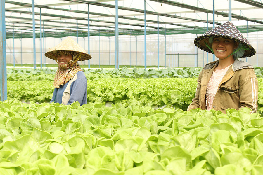 Công ty TNHH một thành viên Hương Đất An Phú (TP. Pleiku) sản xuất rau công nghệ cao trong nhà lồng. Ảnh: Nguyễn Diệp
