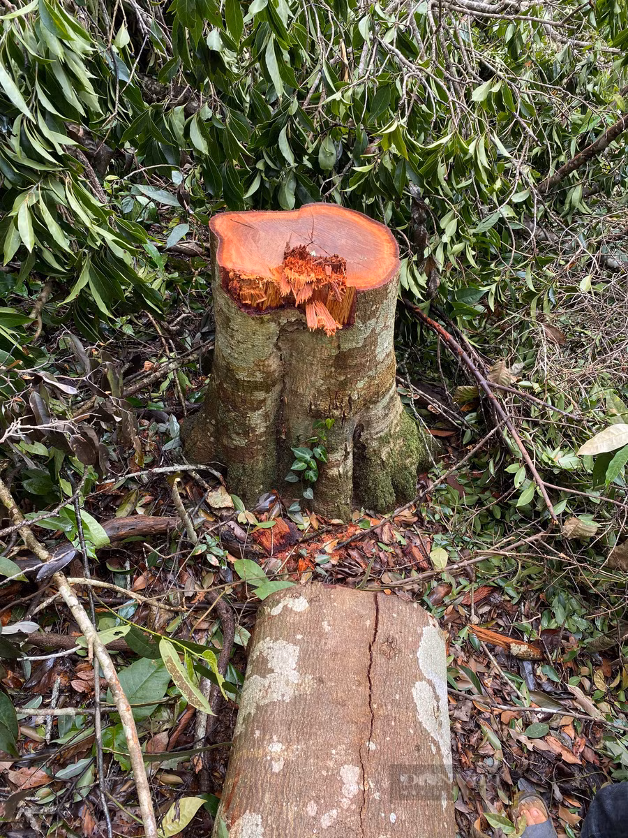 Một số cây gỗ lớn bị cưa hạ tại khu vực lâm phần Công ty cổ phần Thiên Sơn quản lý - Ảnh: N.G