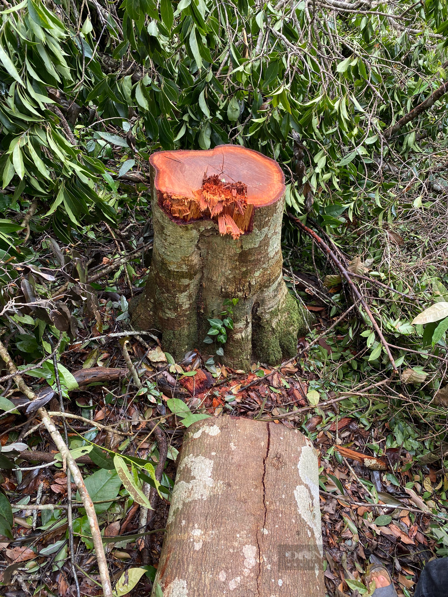 Một số cây gỗ lớn bị cưa hạ tại khu vực lâm phần Công ty cổ phần Thiên Sơn quản lý - Ảnh: N.G