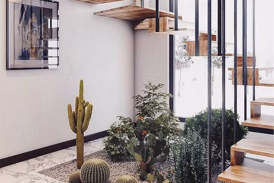 Xương rồng ở giếng trời thường được thiết kế theo kiểu bồn hoa. (Ảnh minh hoạ)