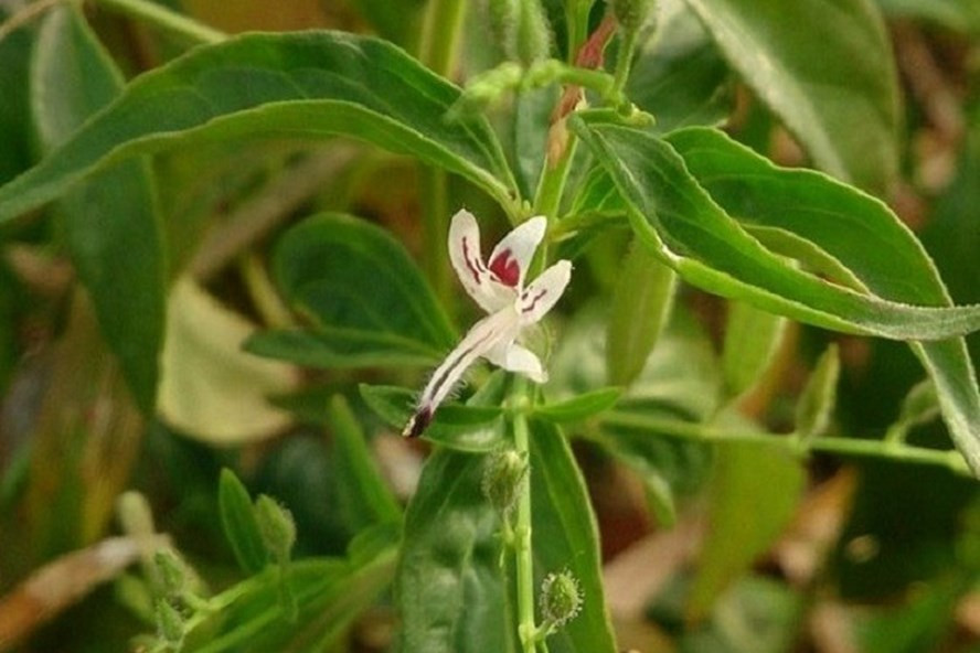 Cây Xuyên tâm liên có thể dùng để ngăn ngừa, trị COVID-19. Ảnh: Tường Minh