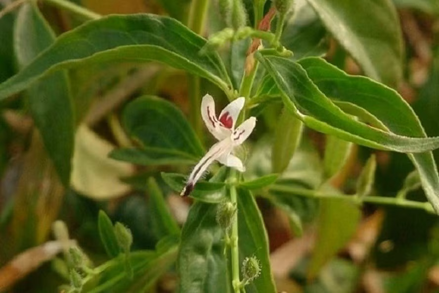 Cây Xuyên tâm liên có thể dùng để ngăn ngừa, trị COVID-19. Ảnh: Tường Minh