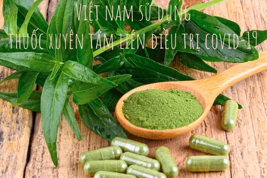 Thuốc xuyên tâm liên được sử dụng trong điều trị COVID-19. Đồ họa: Hương Giang