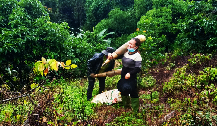 Hai nông dân bon Đắk Huýt đi cắt măng về để chuẩn bị cho chuyến hàng gửi về TP.HCM. Ảnh: Duy Hậu.