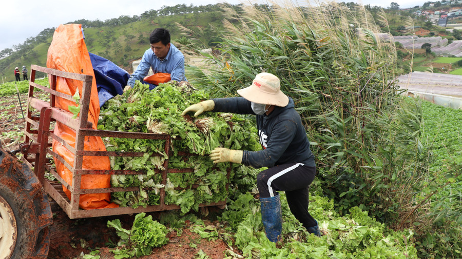 Người dân chở hoa ra đổ đầu bờ do giá xe vận chuyển và cước phi quá cao, nếu cố bán sẽ lỗ vốn. Ảnh: Văn Long.