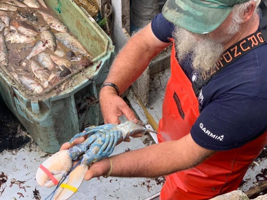  Mặt dưới của con tôm hùm xanh. Ảnh: Captain Joe and Sons