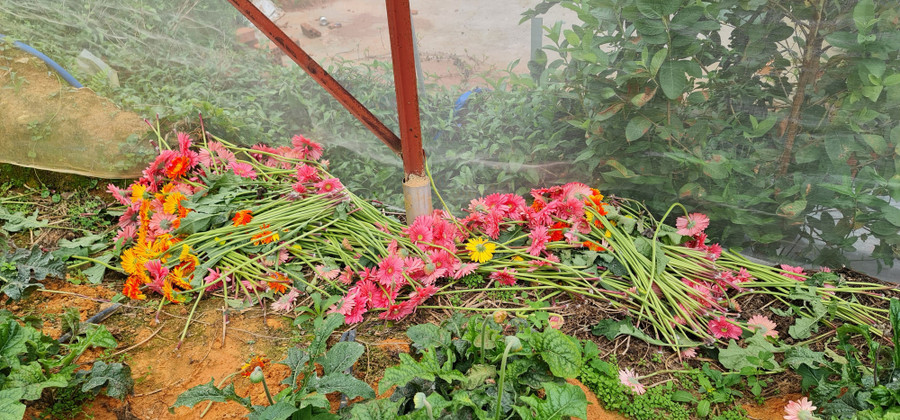 Hoa đồng tiền không có người thu mua nên chị Tình phải thu hoạch rồi đổ bờ. Ảnh: Văn Long.