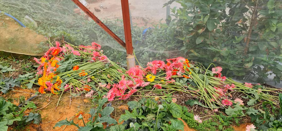 Hoa đồng tiền không có người thu mua nên chị Tình phải thu hoạch rồi đổ bờ. Ảnh: Văn Long.