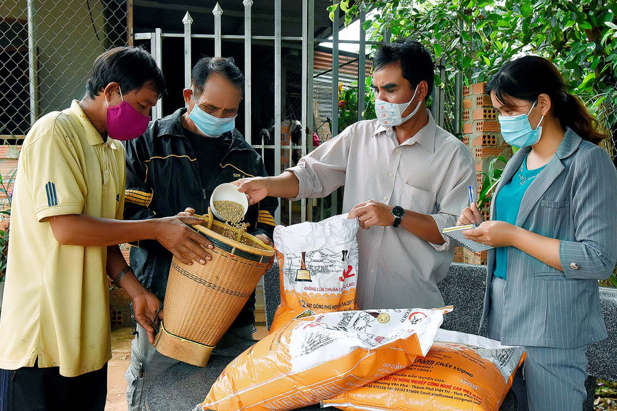Mỗi hộ nông dân tham gia mô hình cánh đồng lúa lớn một giống được Nhà nước hỗ trợ 14 kg giống/sào.