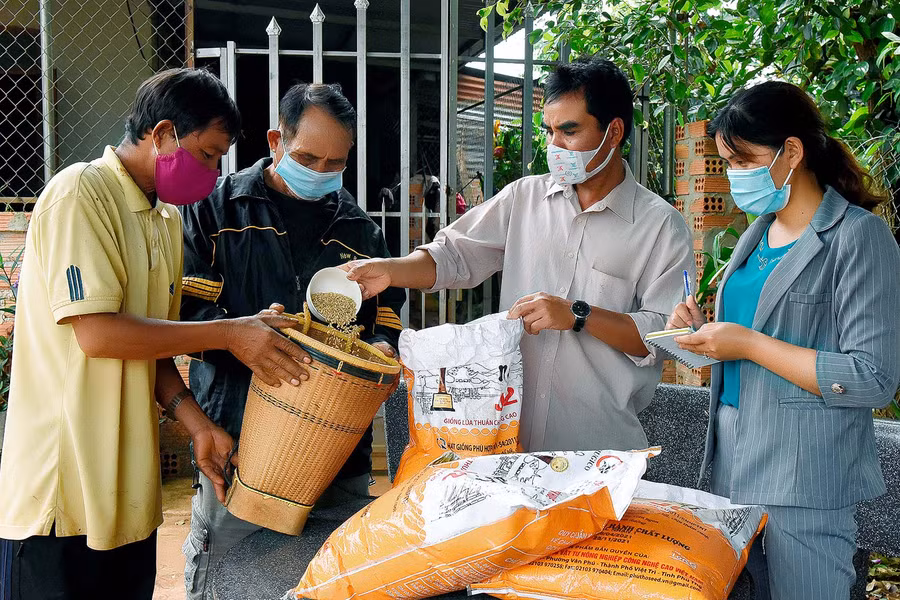 Mỗi hộ nông dân tham gia mô hình cánh đồng lúa lớn một giống được Nhà nước hỗ trợ 14 kg giống/sào.