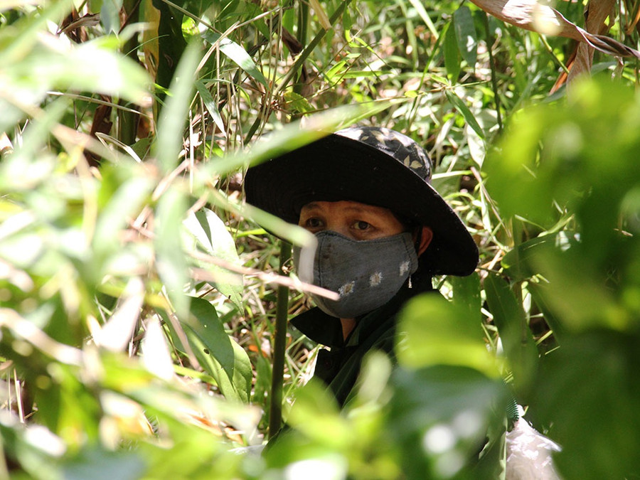 Người dân phải băng rừng, chui rúc trong các bụi gai rậm để tìm hạt ươi