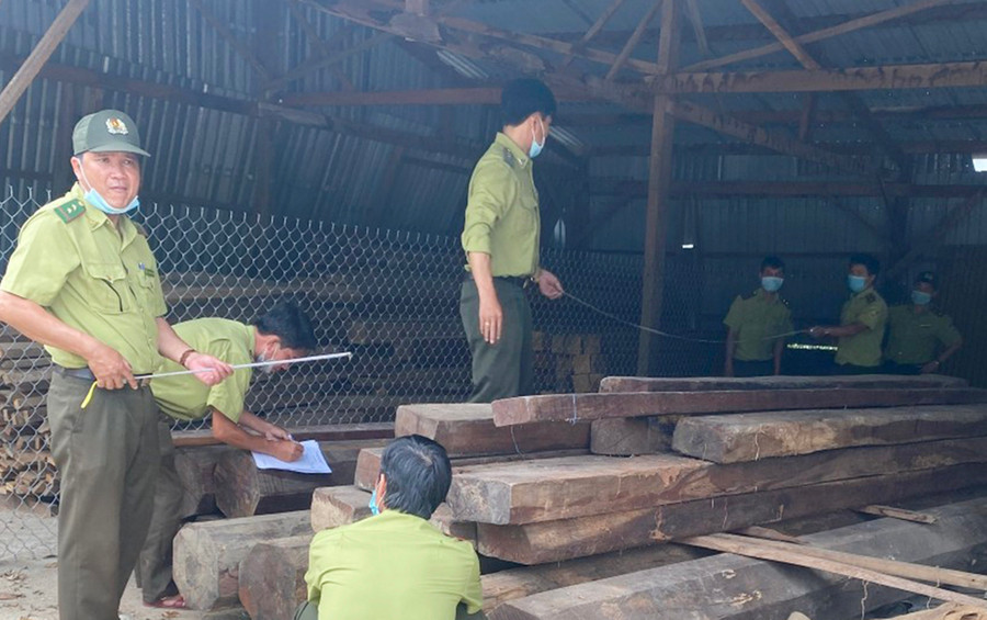 Lực lượng chức năng đang kiểm đếm số lượng gỗ tại 1 kho của doanh nghiệp. Ảnh: Lê Anh Lực lượng chức năng đang kiểm đếm số lượng gỗ tại 1 kho của doanh nghiệp. Ảnh: Lê Anh