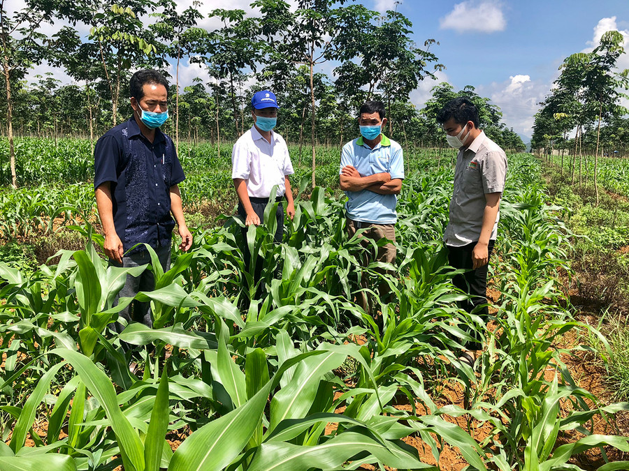 Mô hình trồng bắp sinh khối của HTX Dịch vụ nông nghiệp Nghĩa Hòa (xã Nghĩa Hòa, huyện Chư Păh). Ảnh: Lê Nam  Mô hình trồng bắp sinh khối của HTX Dịch vụ nông nghiệp Nghĩa Hòa (xã Nghĩa Hòa, huyện Chư Păh). Ảnh: Lê Nam