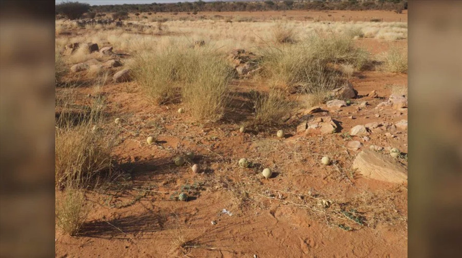 Dưa hấu dại ở Sudan. Ảnh: Wiki