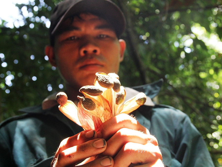 Hạt ươi khi rụng xuống. ẢNH: MẠNH CƯỜNG