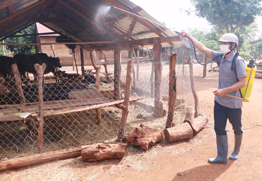 Ông Rlah Bơng (làng Tung Đao, xã Ia Dreng) phun thuốc tiêu độc, khử trùng chuồng trại của gia đình. Ảnh: Quang Tấn