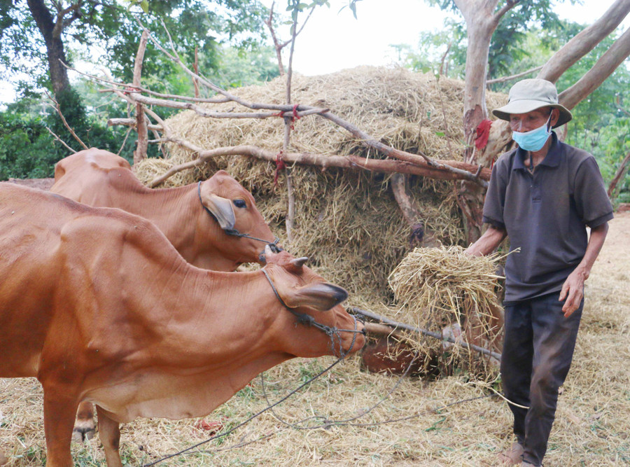 Nhờ được hỗ trợ bò sinh sản để phát triển chăn nuôi nên cuộc sống gia đình ông Đinh Nhol (xã Kông Htok, huyện Chư Sê) ngày càng ổn định. Ảnh: Quang Tấn