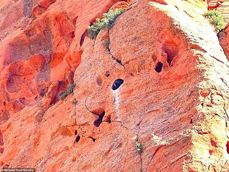  Hai tổ thần ưng California siêu quý hiếm đã được phát hiện tại Vườn quốc gia Zion, Utah, Mỹ. Ảnh: National Park Service