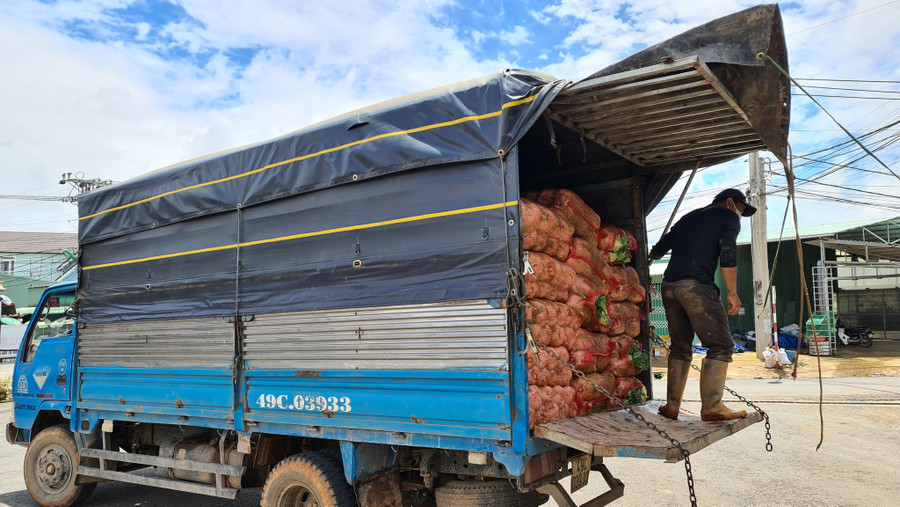 Xe lấy rau củ tại khu vực Thánh Mẫu, P.7, TP.Đà Lạt. ẢNH: LÂM VIÊN