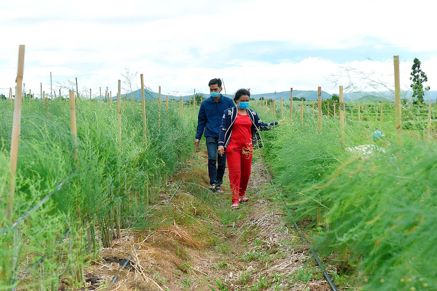 1.Dự án IDE được triển khai tại thị trấn Đak Pơ và xã Tân An (huyện Đak Pơ) từ tháng 10-2020 với 20 hộ tham gia, trong đó có 10 hộ nghèo. 