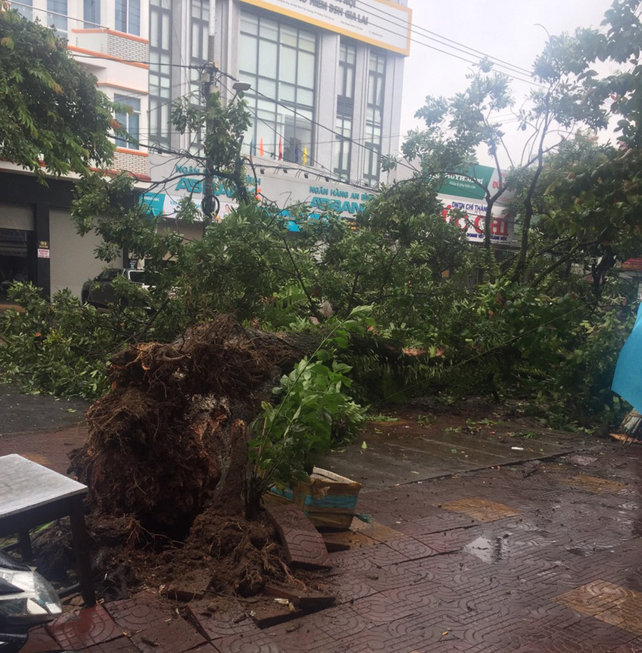 Sau khi xảy ra sự việc, Phòng Quản lý Đô thị Pleiku đã phối hợp với Công ty cổ phần Công trình Đô thị Gia Lai xử lý các cây xanh ngã đổ. Ảnh: Hồng Thương