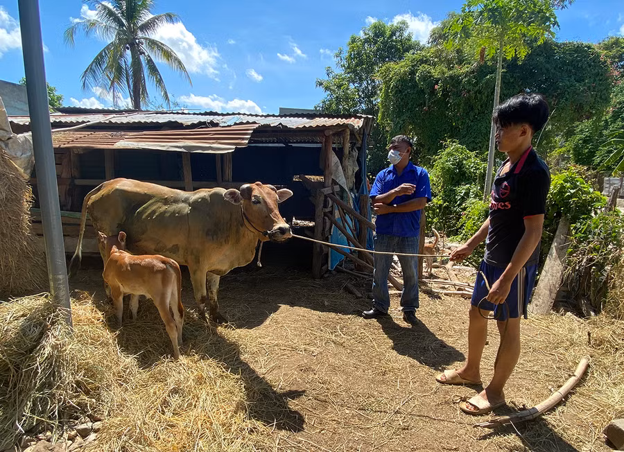  Bò bị viêm da, nổi cục của hộ dân tổ 8 (phường Đoàn Kết, thị xã Ayun Pa). Ảnh: Nguyễn Sang