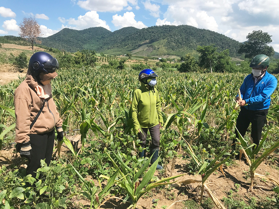  Nắng hạn kéo dài khiến cây bắp ở huyện Kbang sinh trưởng phát triển kém. Ảnh: Nguyễn Diệp