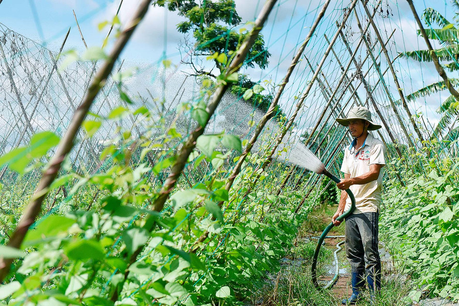 8.Vườn rau sạch cho thu nhập ổn định hàng năm gần 100 triệu của nông dân Vi Văn Dậu ở làng Wâu, xã Chư Á. 