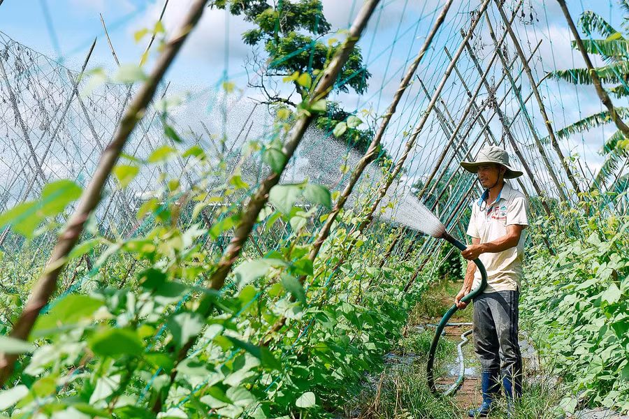 8.Vườn rau sạch cho thu nhập ổn định hàng năm gần 100 triệu của nông dân Vi Văn Dậu ở làng Wâu, xã Chư Á. 