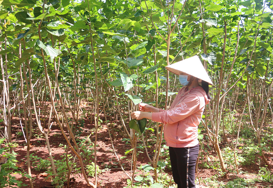 Năm 2019, gia đình chị Lê Thị Thu Loan gầy dựng lại cơ nghiệp với nghề trồng dâu nuôi tằm. Ảnh: Quang Tấn Chị Loan (xã Ia Blứ) hái lá dâu cho tằm ăn. Ảnh: Quang Tấn