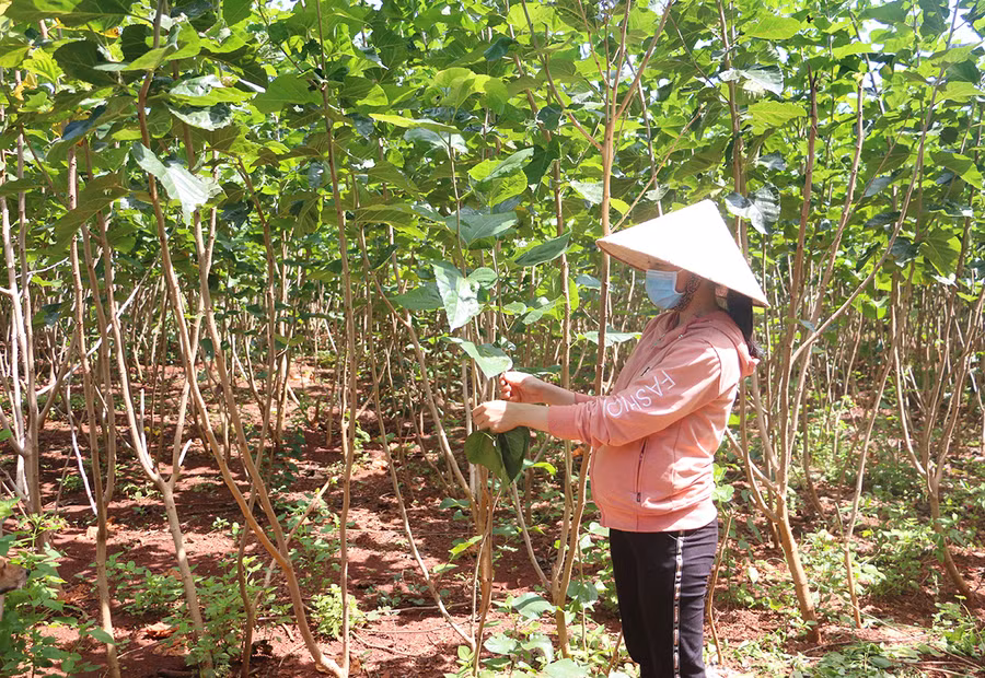 Chị Loan (xã Ia Blứ) hái lá dâu cho tằm ăn. Ảnh: Quang Tấn