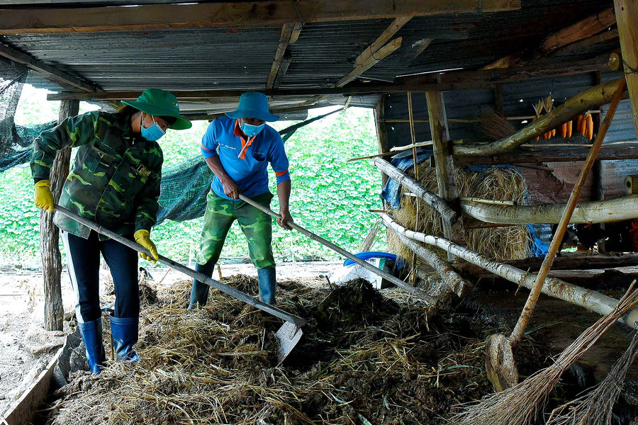 5.Anh Trần Thanh Hiền (tổ 3, thị trấn Đak Pơ) cho biết: “Tham gia mô hình, chúng tôi được dự án IDE hỗ trợ giống, hệ thống tưới bằng péc nhỏ giọt nên rất phấn khởi. Để cây sinh trưởng và phát triển tốt, gia đình còn tận dụng nguồn chuồng để bón thêm cho cây”.
