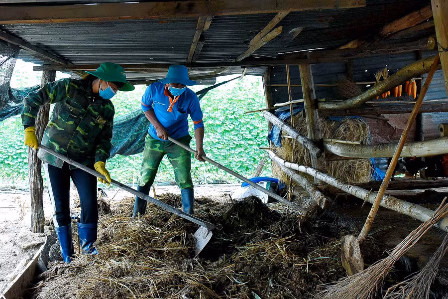 5.Anh Trần Thanh Hiền (tổ 3, thị trấn Đak Pơ) cho biết: “Tham gia mô hình, chúng tôi được dự án IDE hỗ trợ giống, hệ thống tưới bằng péc nhỏ giọt nên rất phấn khởi. Để cây sinh trưởng và phát triển tốt, gia đình còn tận dụng nguồn chuồng để bón thêm cho cây”.
