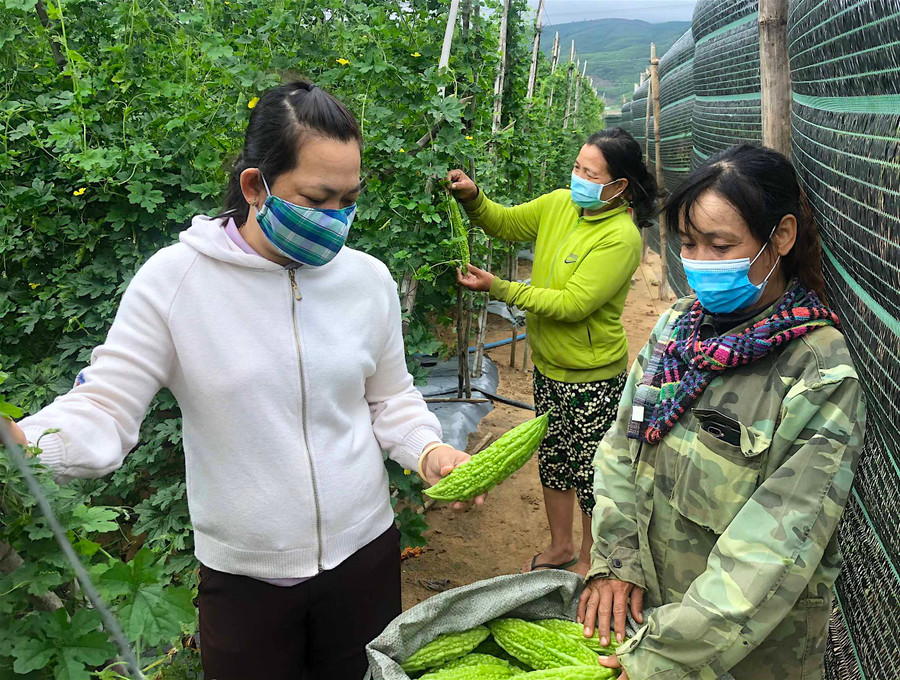 Chị Đào Thị Kim Phượng (bìa phải; thôn Tân Phong, xã Tân An) ủng hộ 1 tạ khổ qua cho người dân vùng dịch ở TP. Hồ Chí Minh. Ảnh: Mộc Trà Chị Đào Thị Kim Phượng (bìa phải; thôn Tân Phong, xã Tân An) ủng hộ 1 tạ khổ qua cho người dân vùng dịch ở TP. Hồ Chí Minh. Ảnh: Mộc Trà